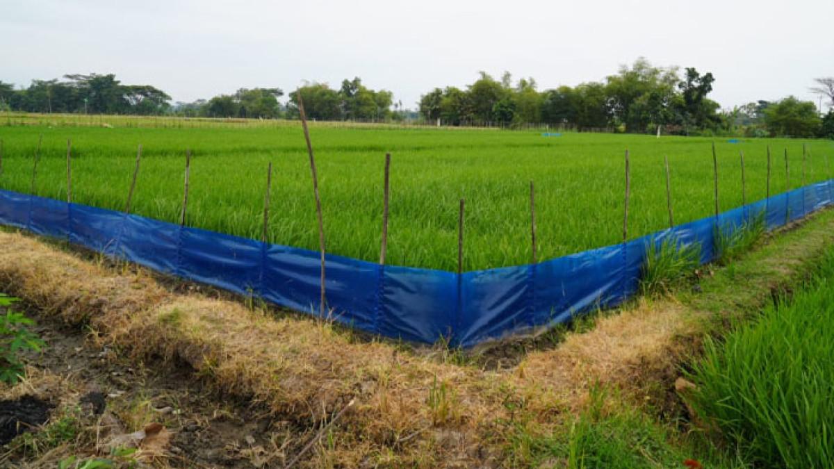 ERTANIAN DI KLATEN - Lahan tanam padi di Desa Jurangjero, Kecamatan Karanganom, Klaten memasang sistem Trap Barrier System (TBS) sebagai upaya menekan serangan hama tikus.