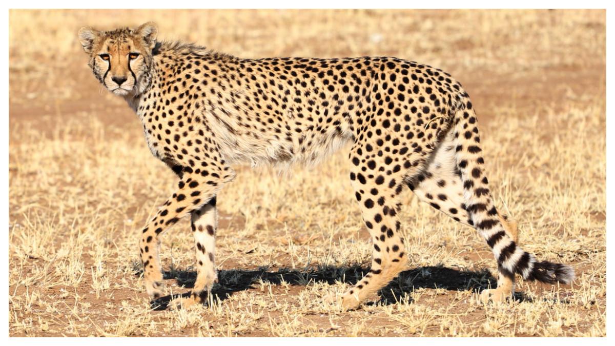 Mumi-mumi cheetah tersebut ditemukan di jaringan gua di Arab Saudi.
