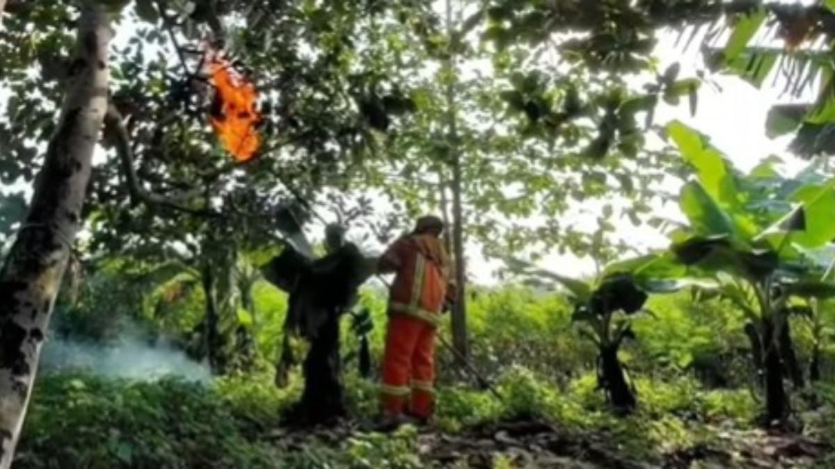 BOCAH TEWAS DISENGAT TAWON - Petugas Damkar Kabupaten Bekasi eksekusi sarang tawon yang menewaskan bocah 6 tahun.