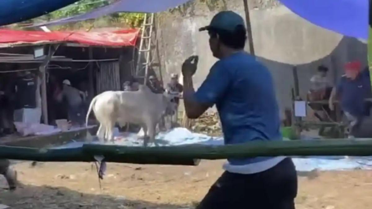 SAPI KURBAN NGAMUK - Sapi kurban lepas dan ngamuk di Ledeng Bandung, 2 warga terluka, suasana Iduladha mencekam.
