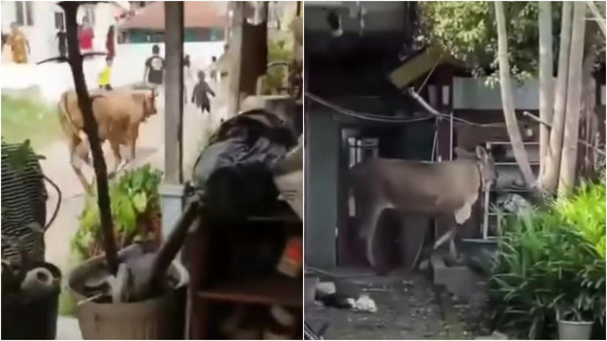 SAPI KURBAN LEPAS - Seekor sapi kurban lepas dan masuk rumah warga di Pekalongan.