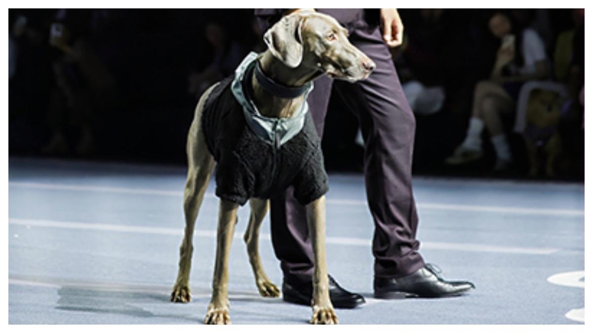 Kanine, platform premium global untuk hewan peliharaan, mencuri perhatian di Shanghai Petjoy Fashion Week ke-5 dengan pertunjukan perdananya, yang menampilkan lini produk dari label-label ternama dunia, termasuk Ralph Lauren, Hugo Boss, dan Tommy Hilfiger.