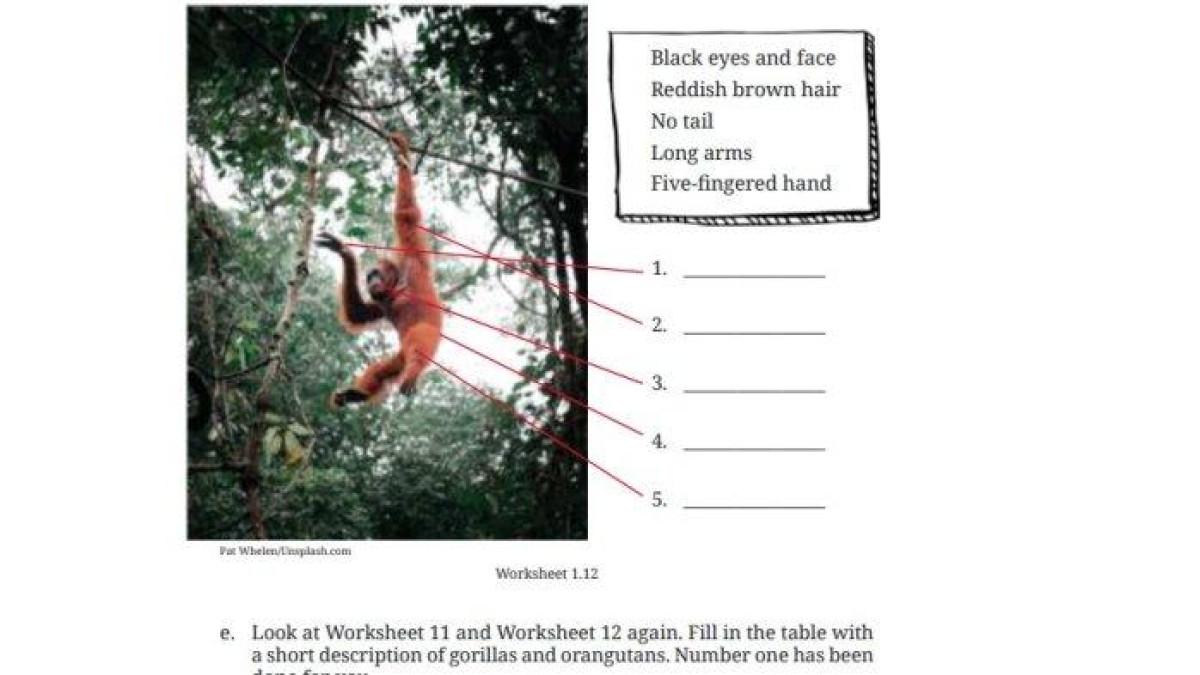 Soal buku Bahasa Inggris Kelas 9 Halaman 51 Kurikulum Merdeka - Kunci jawaban Bahasa Inggris Kelas 9 Halaman 51 Kurikulum Merdeka, Worksheet 1.12 dan 1.13, Orangutan and Gorilla, Chapter 1, Unit 1. Bekantan.