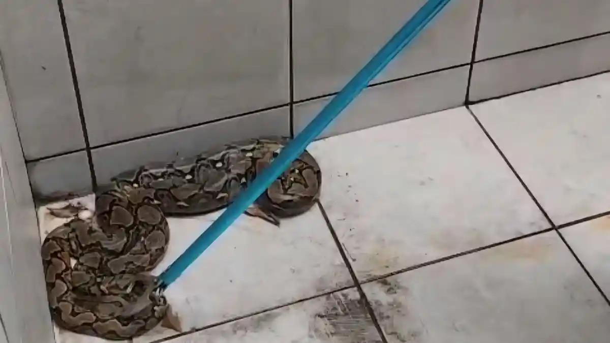 ULAR PITON - Ular piton 2 meter ditemukan bersembunyi di bawah mesin cuci milik warga di Kota Semarang, Selasa (28/4/2026) pagi.
