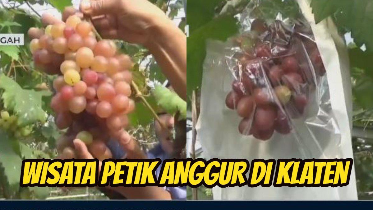 Di Klaten Jateng, Ada Wisata Petik Anggur, Banyak Jenisnya & Tiket 10 Ribu, Cocok Buat Long Weekend