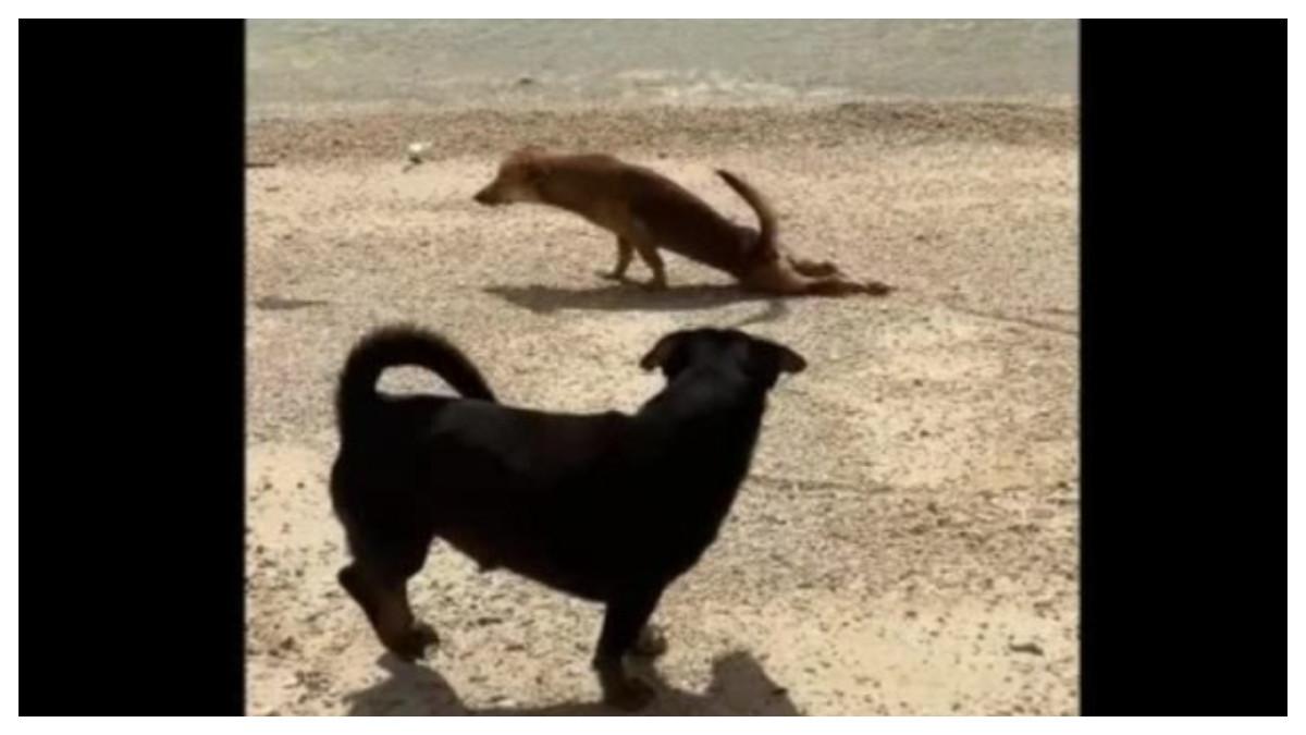 Seekor anjing melakukan aksi merangkak yang lucu di Pulau Guimaras.