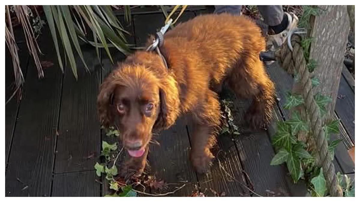 Anjing bernama Bracken.