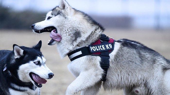 Ilustrasi anjing polisi.