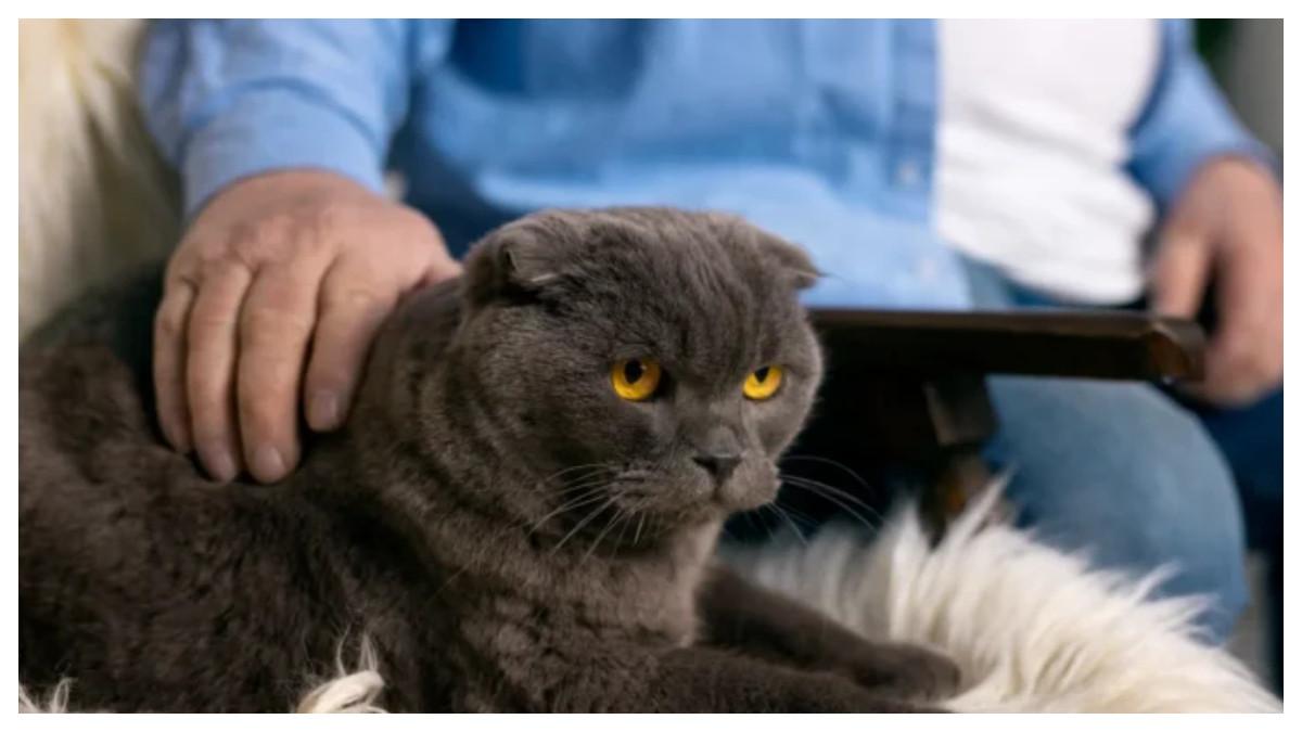 Bos mengejek karyawan asal Malaysia karena mengambil cuti setengah hari untuk menguburkan kucing peliharaannya.
