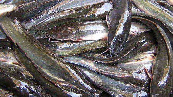 Ikan lele (ilustrasi)