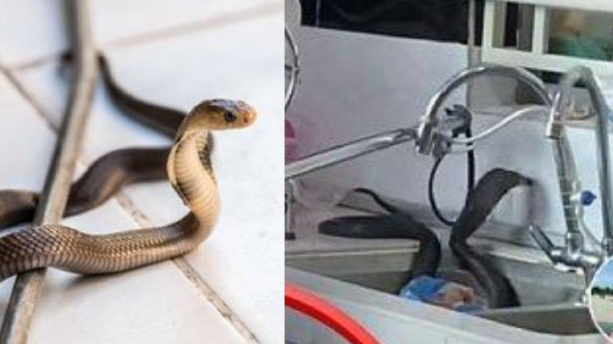 DIKIRA Belut, Mama Muda Histeris Temukan Ular Kobra di Wastafel Rumahnya: 'Ya Allah! Nyaris Digigit'