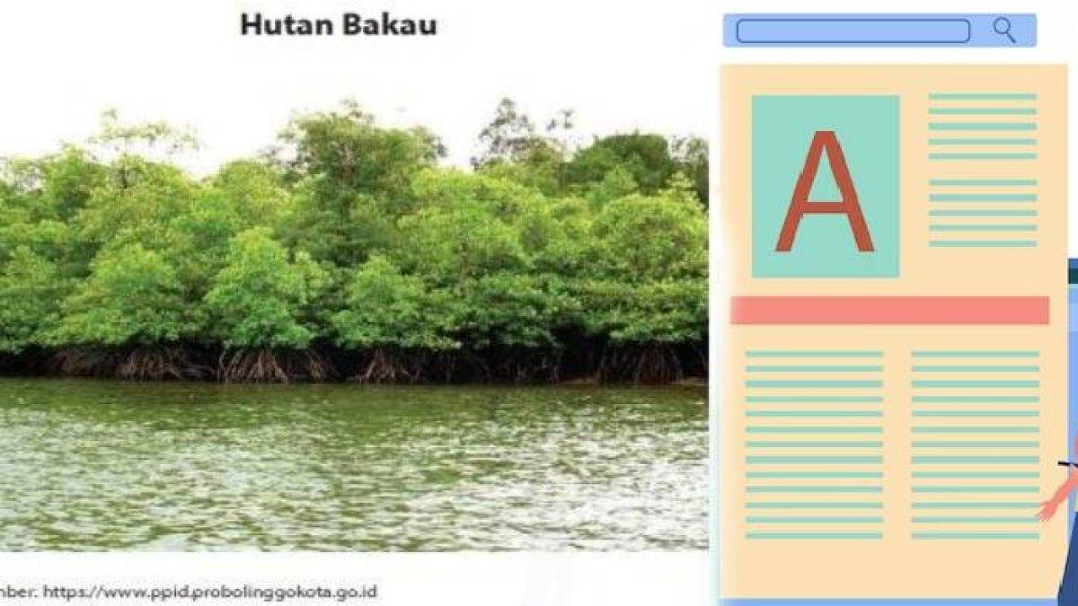 SOAL & KUNCI JAWABAN Pelajaran Bahasa Indonesia Kelas 7 Hal 126 127 128, Teks Observasi Hutan Bakau