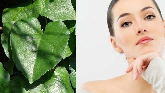 Manfaat Masker Daun Binahong, Ampuh Sehatkan Kulit Wajah, Bikin Glowing ala Artis Korea Selatan