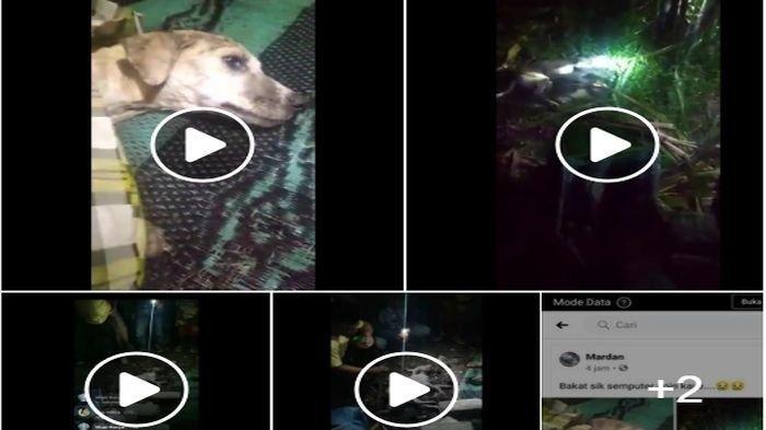 Seorang Pelajar SMP Disebut Berubah Jadi Anjing dan Dikubur Hidup-hidup, Terungkap Fakta Sebenarnya