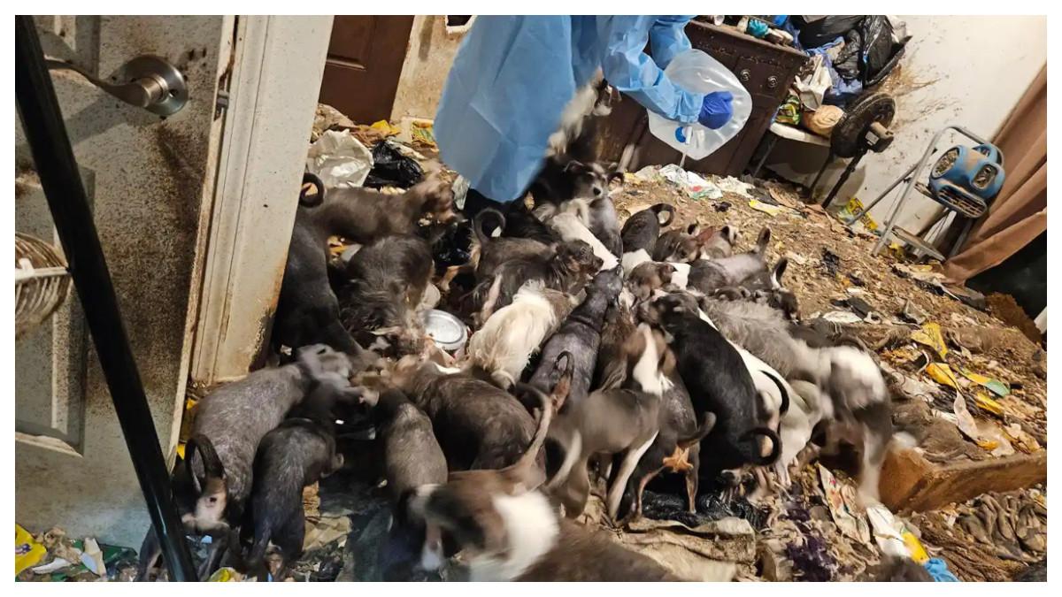 Petugas penyelamat memberi anjing-anjing itu air bersih.