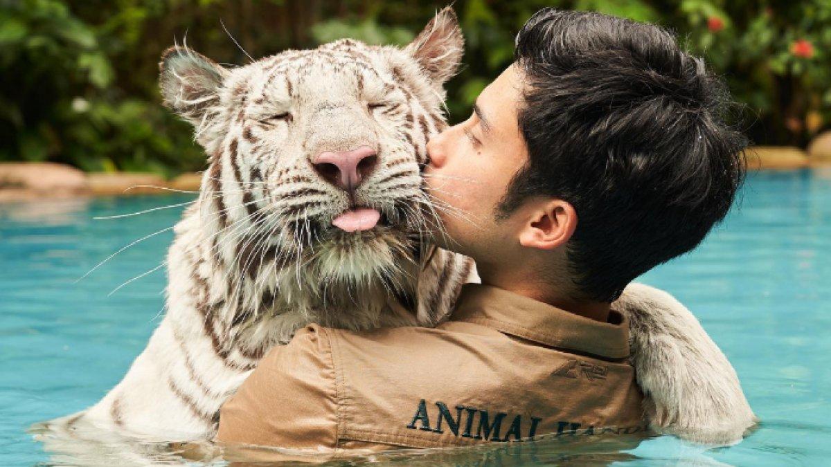 Potret Alshad Ahmad bersama harimau putih.