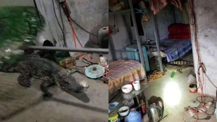 Gara-gara Kamar Berantakan Bak Kapal Pecah, Pria Ini Tak Sadar Tidur dengan Buaya Paling Berbahaya