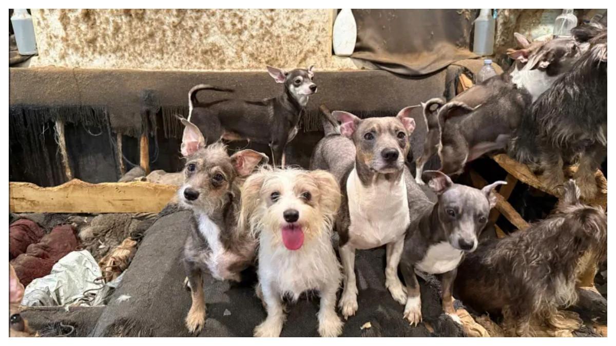 Anjing-anjing diselamatkan dari apartemen tidak higienis di San Diego.