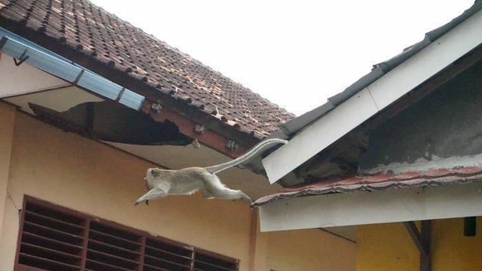 FAKTA Monyet Liar Bersarang di Rumah hingga Sekolah, Warga Panik, BPDB Kabupaten Tangerang Bertindak
