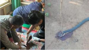 Detik-detik-menegangkan-terjadi-saat-duel-maut-antara-lansia-dan-king-kobra-di-Sukabumi.jpg