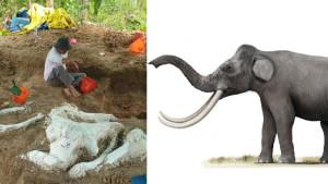 Fosil-gajah-purba-di-Nganjuk.jpg