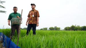 Trap-Barrier-System-TBS-Lahan-tanam-padi-di-Desa-Jurangjero.jpg