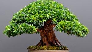 ilustrasi-tanaman-bonsai-raksasa.jpg