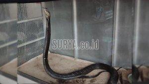 salah-satu-king-kobra-yang-dievakuasi-dari-trenggalek.jpg