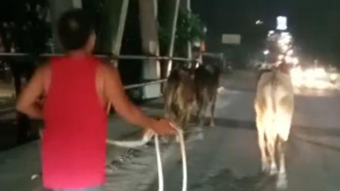 7-ekor-sapi-untuk-idul-adha-mendadak-ngamuk-dan-kabur-ke-jalanan-pekanbaru.jpg