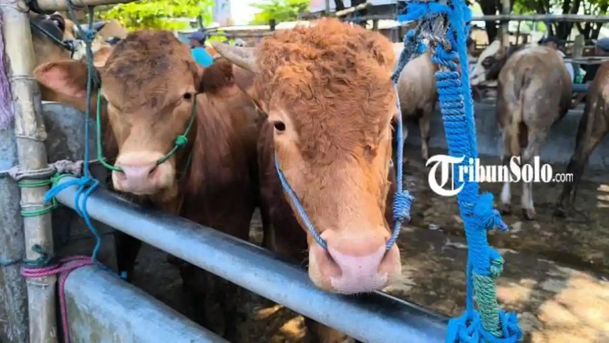 Harga-sapi-kurban-mengalami-kenaikan-jelang-Idul-Adha.jpg