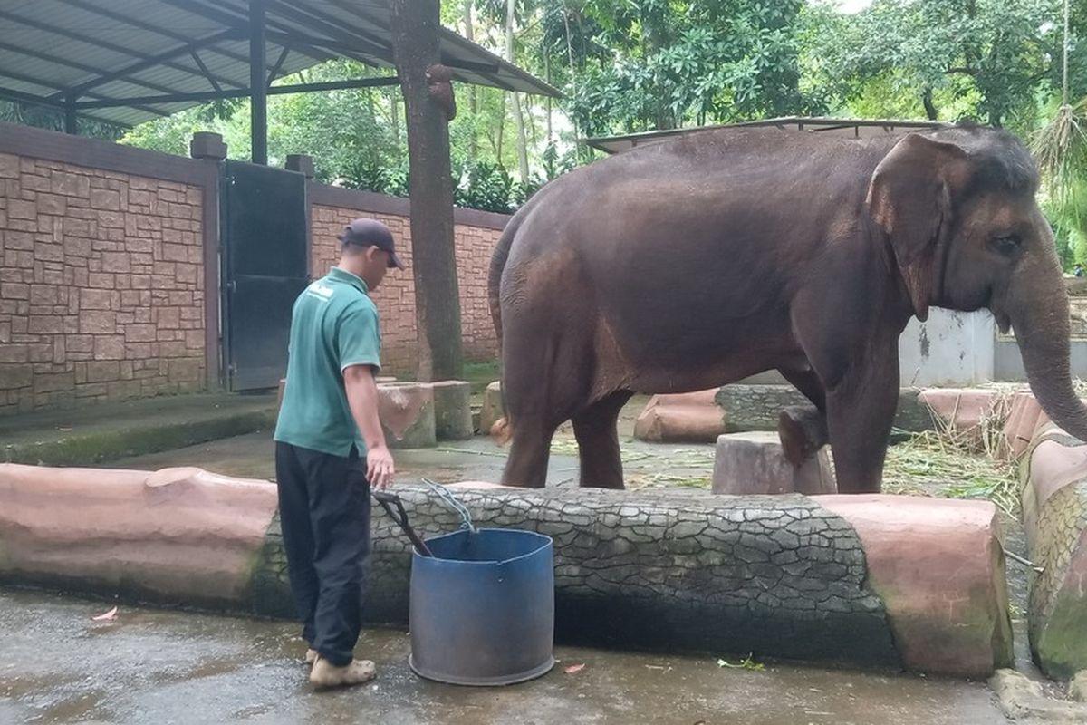 Penjaga-Gajah-Yayat-supriatna-tengah-membersihkan-kandang-Gajah-Salma-di-Bandung-Zoo.jpg