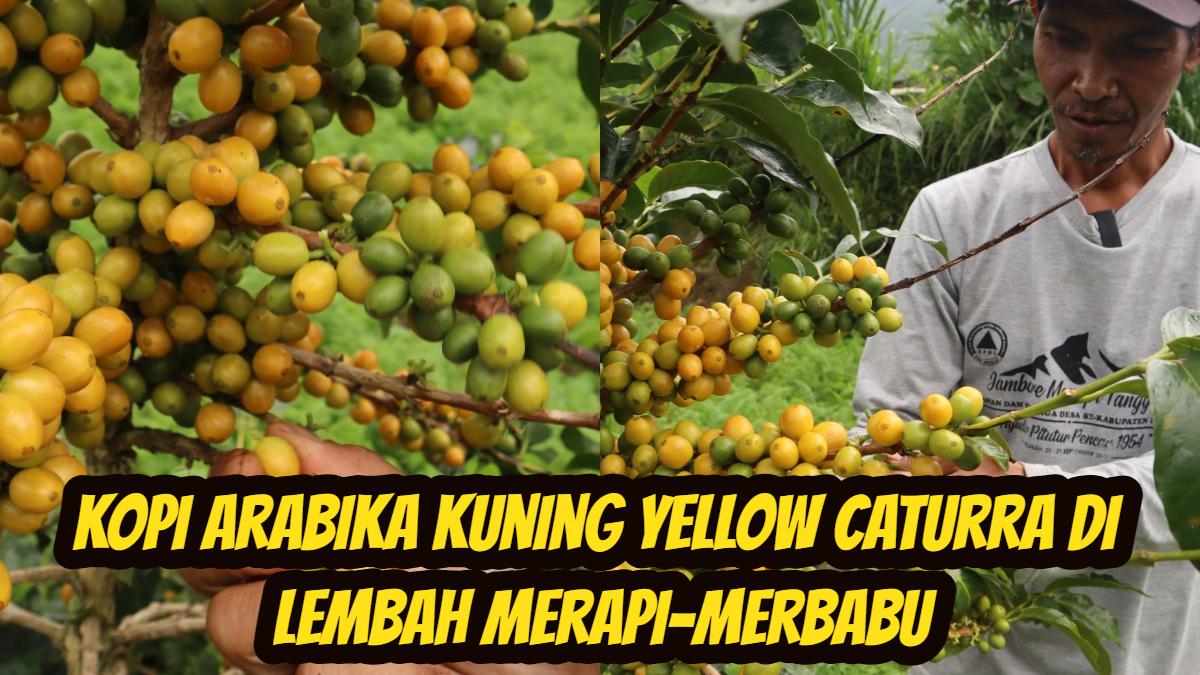 Petani-sayur-dan-kopi-di-Desa-Samiran-Kecamatan-Selo-Boyolali-Jawa-Tengah.jpg