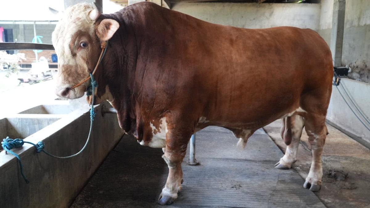 Sapi-Presiden-Prabowo-untuk-Klaten.jpg