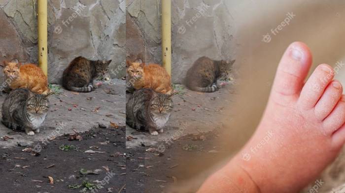 Sekumpulan Kucing 'Selamatkan' Bayi yang Dibuang di Parit, Lakukan Ini Agar Dapat Perhatian Manusia