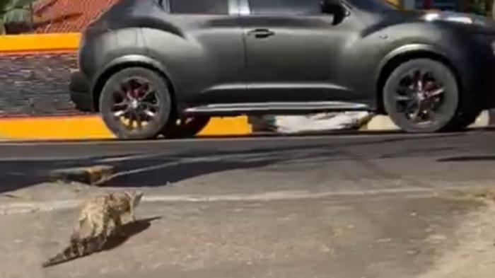 GEGER! Seekor Buaya Peliharaan Lepas, Berlari ke Jalan Raya di Pamekasan, Warga Heboh dan Panik