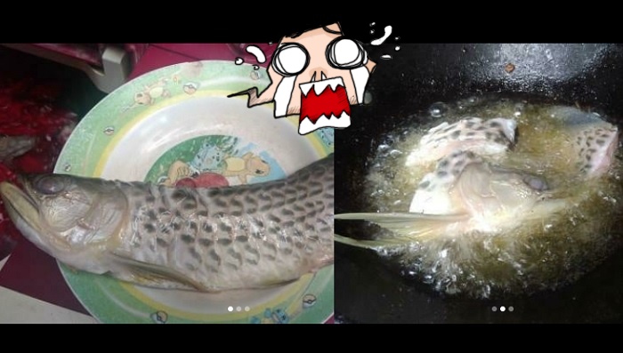 ikan-arwana-mahal-milik-bayu-digoreng-sang-ayah.jpg