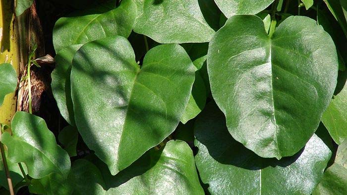 Bahaya Daun Binahong Jika Dikonsumsi Berlebihan: Kepala Pusing hingga Susah Tidur atau Insomnia