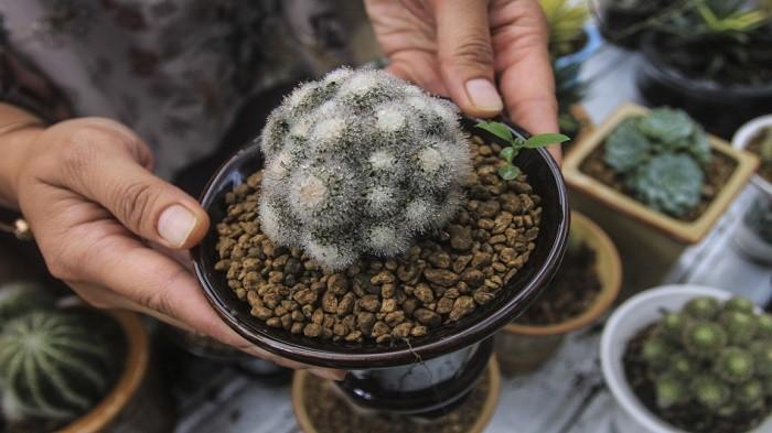 Tren Baru Tanaman Kaktus Mini yang Mulai Banyak Dilirik, Ini Rekomendasinya