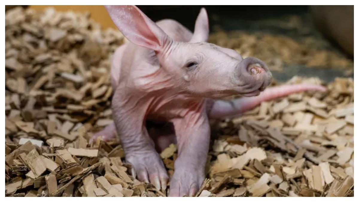 kelahiran-bayi-aardvark.jpg
