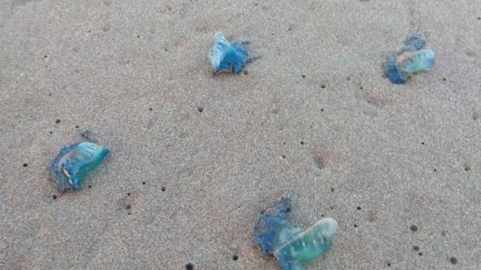 Ratusan Wisatawan di Pantai Gunungkidul Tersengat Ubur-ubur Beracun, Ada yang Sampai Sesak Napas