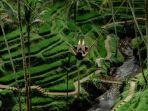 Alas-Harum-Agrotourism-ada-di-Tegallalang-Gianyar-Bali.jpg