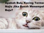 Apakah-bulu-kucing-itu-termasuk-najis.jpg