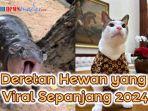 Deretan-hewan-yang-viral-sepanjang-2024-ada-Bobby-Kertanegara-kucing-Presiden.jpg
