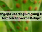 Ilustrasi-penjelasan-terkait-sporangium.jpg