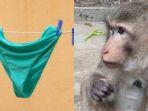 Monyet-nakal-suka-curi-pakaian-dalam-wanita-bikin-warga-Thailand-resah.jpg