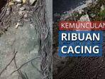 fenomena-ribuan-cacing-keluar-dari-tanah-di-solo.jpg