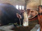 harga-sapi-kurban-2020.jpg