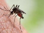 ilustrasi-malaria.jpg