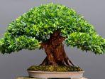 ilustrasi-tanaman-bonsai-raksasa.jpg