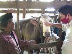sapi-presiden-jokowi.jpg